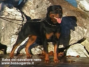 Xaba del cavaliere nero